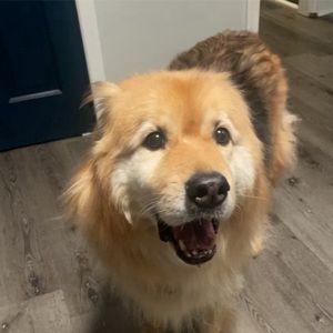 Meet your Posher, Scarlett